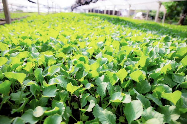 Zöld Organikus Zöldségek Üvegházakban Napfény — Stock Fotó