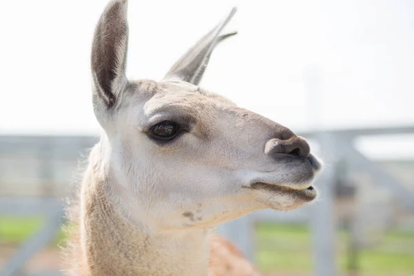 Lama-Kopf Portrait Nahaufnahme Zoo im Freien bei Sommertag — Stockfoto
