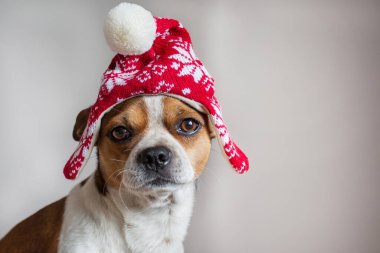 Küçük köpek portresi Kışın noel şapkası