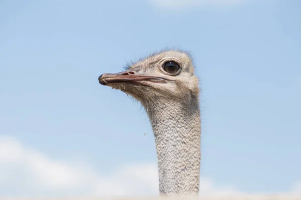 Cabeza de avestruz Retrato zoológico de primer plano al aire libre en el día de verano — Foto de Stock