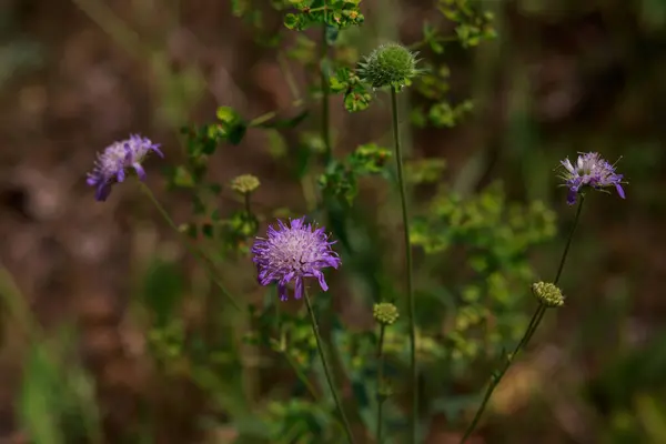 Wilde violette Blüten im Sommerfeld — Stockfoto