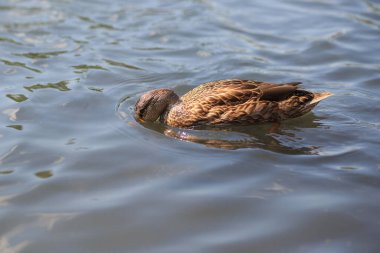 Vahşi ördek güneşli bir günde nehirde yiyip yüzüyor. 