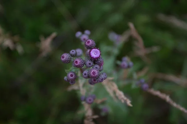 Violet Agrimony Blume im Sommer Feld Nahaufnahme I — Stockfoto