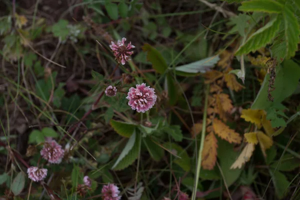 Ein Bündel rosa Trifolium-Blüten auf dem Feld — Stockfoto