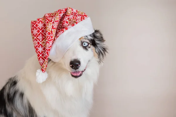 Berger australien en chapeau de Noël portrait rapproché — Photo