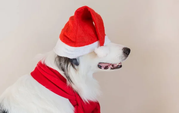 Berger australien en chapeau de Noël sur ses yeux et foulard rouge gros portrait — Photo