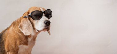 Açık gri arka planda güneş gözlüklü av köpekleri portresi. Yakın çekim.. 