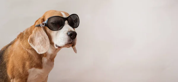 Beagle σκυλιά σε γυαλιά ηλίου πορτρέτο σε ανοιχτό γκρι φόντο. Κλείσιμο. — Φωτογραφία Αρχείου