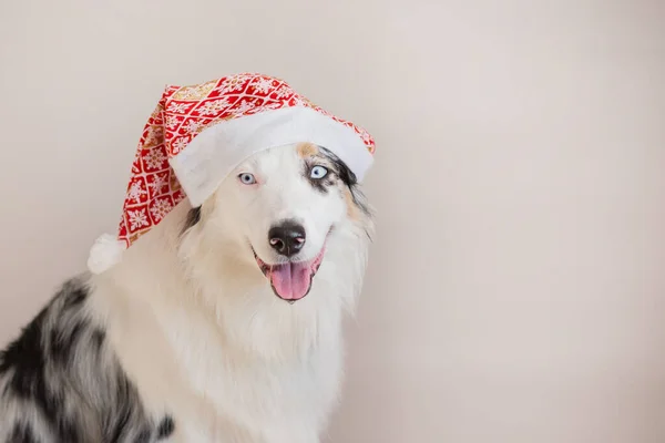 Berger australien en chapeau de Noël portrait rapproché — Photo