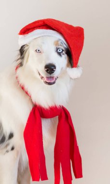 Avustralyalı çoban şapkalı ve kırmızı eşarplı yakından çekilmiş portre.