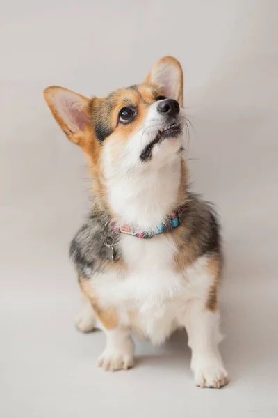 Корги Пемброк собака ищет крупным планом портрет на светло-сером фоне — стоковое фото