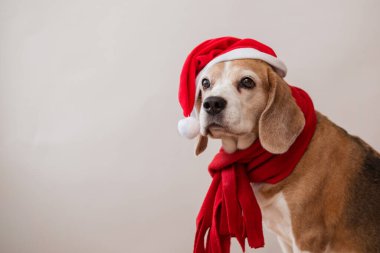 Noel Baba şapkalı av köpeği ve kırmızı eşarp portresi.