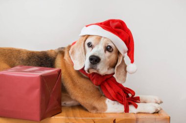 Noel Baba şapkalı av köpeği ve Noel hediyeli kırmızı eşarp portresi