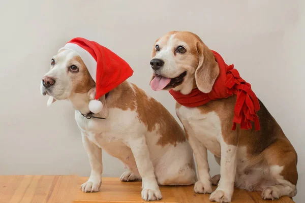 两只披着桑塔帽和红围巾的小猎犬 — 图库照片