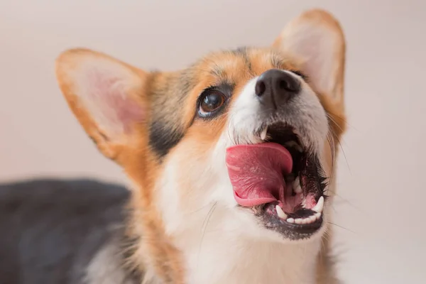 Corgi pembroke cane leccare il naso ritratto primo piano su sfondo grigio chiaro — Foto Stock