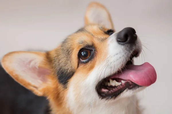 Корги Пемброк портрет собаки крупным планом на светло-сером фоне — стоковое фото