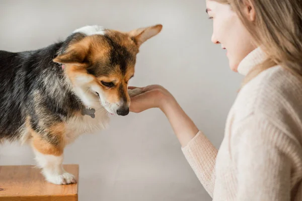 Europese vrouw in jas training corgi pembroke hond — Stockfoto