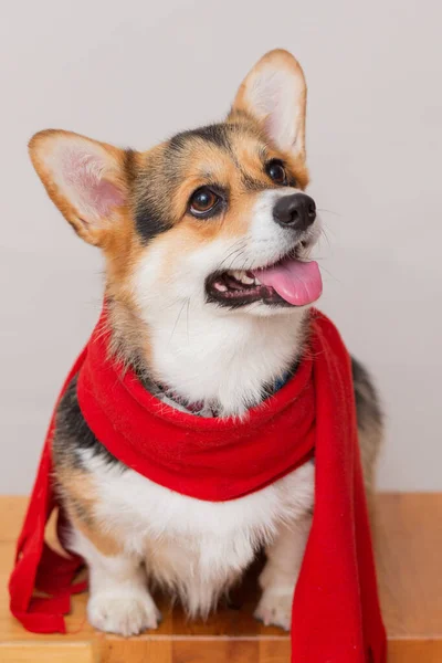 Siedzący corgi pembroke pies w czerwonym szaliku na jasnoszarym tle — Zdjęcie stockowe