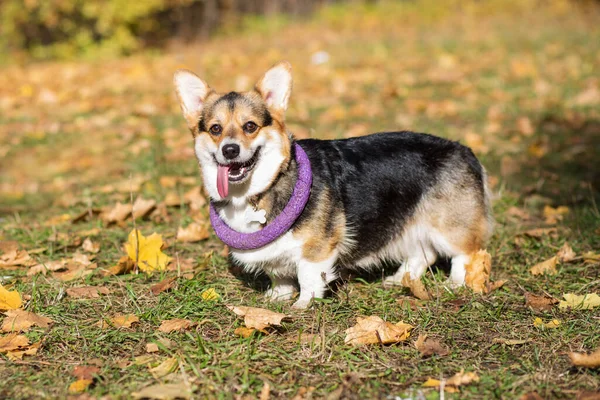 Corgi pembroke pies z puller na szyi w jesiennym lesie — Zdjęcie stockowe
