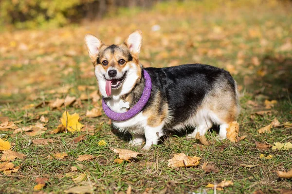 Cane da pembroke corgi con tiratore sul collo nella foresta autunnale — Foto Stock