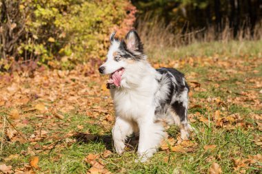 Sonbahar ormanlarında ağzı açık gezen Avustralyalı çoban.