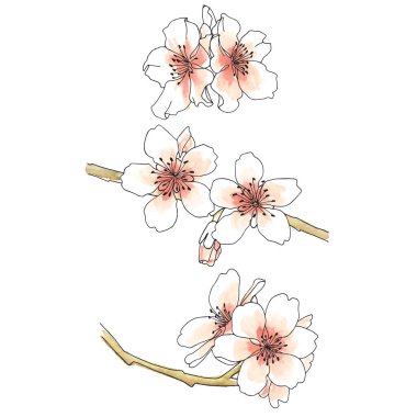 Siyah çizgi ve suluboya efektli üç küçük kompozisyonda el çizimi badem çiçekleri