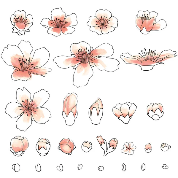 Flores Amêndoa Desenhadas Mão Com Linha Preta Efeito Aquarela — Fotografia de Stock