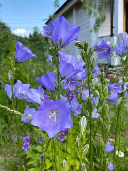 Bells (Campanula) are herbaceous plants belonging to the Bellaceae family