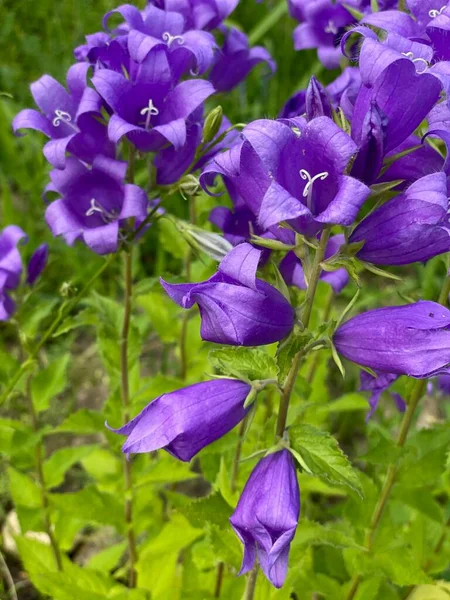 Колокола Campanula Травянистые Растения Семейства Bellaceae — стоковое фото