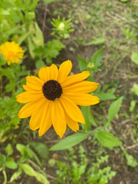 Rudbeckia Membro Della Famiglia Aster — Foto Stock