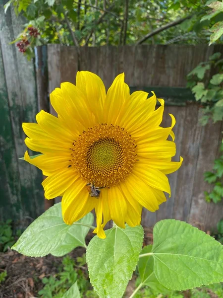 Sunflower is a species of herbaceous plants from the genus Sunflower of the Astrovye family