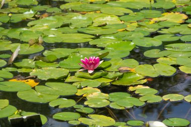 Nilüferler gölette