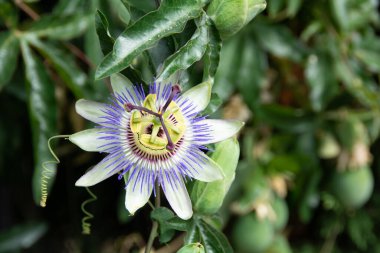 Yapraklı mavi tutku çiçeği
