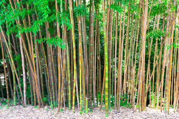 Bush Van Bamboe Een Park — Stockfoto