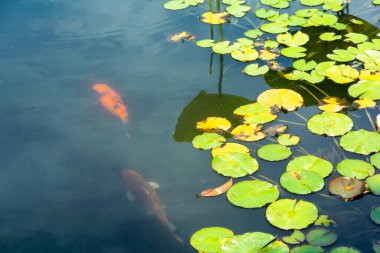 Kos ile gölette nilüfer çiçeği