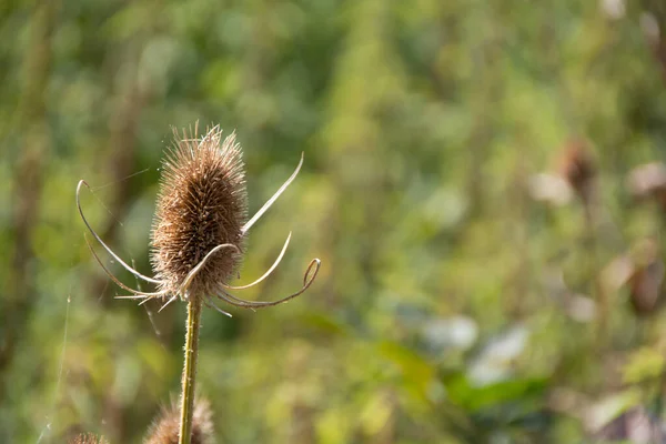 Cardere Plants Nature — Stock Photo, Image