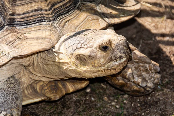 Head of a big tortoise