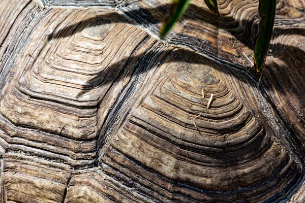 Detail of a tortoise shell