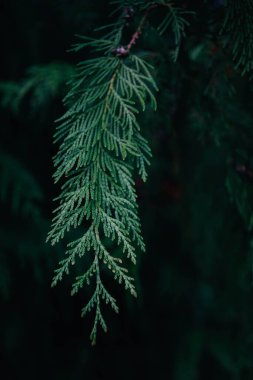 Sedir yaprağını kapat