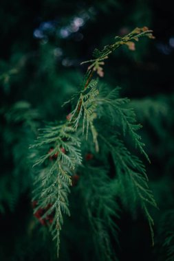 Sedir yaprağını kapat