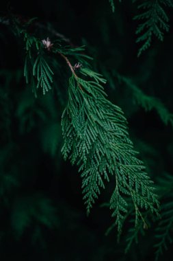 Sedir yaprağını kapat