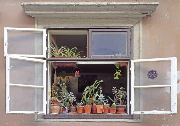 Mnohé Rostliny Parapetu Otevřeného Okna Sopron Maďarsko — Stock fotografie