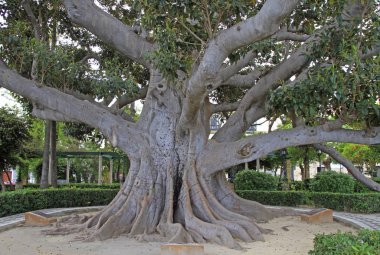 Cadiz genel park dev ağaç