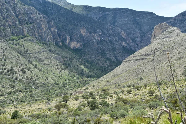 Patterns Vegetation Guadalupe Mountains National Park Tejas Trail — Stock Photo, Image