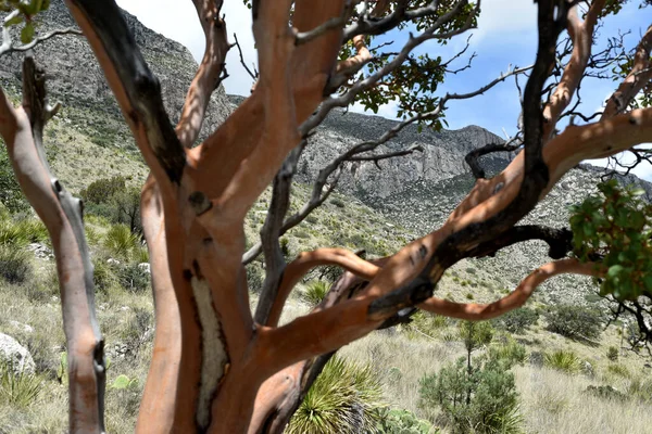 Zakłócona Sosna Czerwoną Korą Parku Narodowym Gór Guadalupe Szlak Tejas — Zdjęcie stockowe