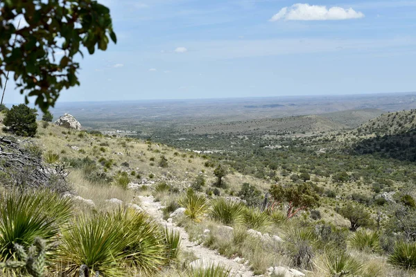 Oglądanie Prairie Babci Teksasu Parku Narodowego Gór Guadalupe Szlak Tejas — Zdjęcie stockowe