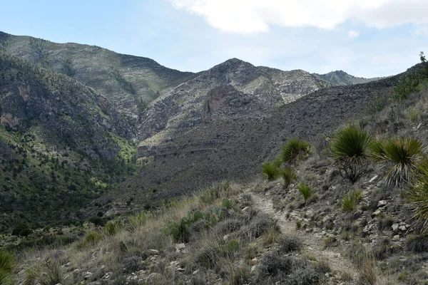 Wzory Roślinności Parku Narodowym Gór Guadalupe Szlak Tejas — Zdjęcie stockowe