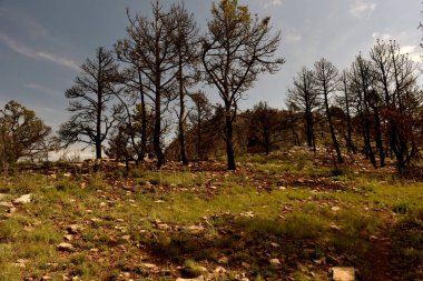 Sahne Blue Ridge, Guadalupe Ulusal Parkı, Teksas 'ta çekildi.