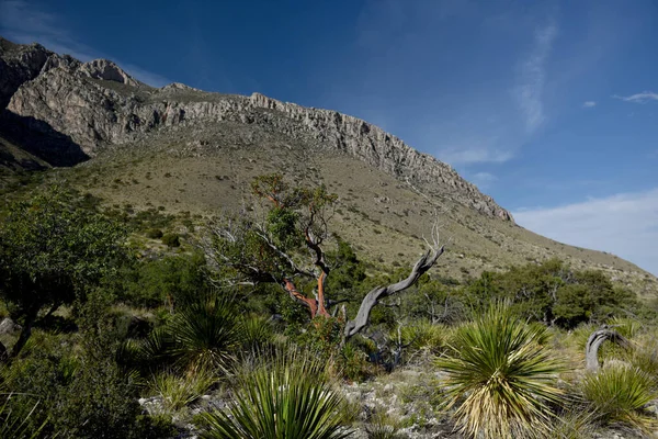Sahne, Tejas Trail, Guadalupe Ulusal Parkı, Teksas 'ta çekildi.