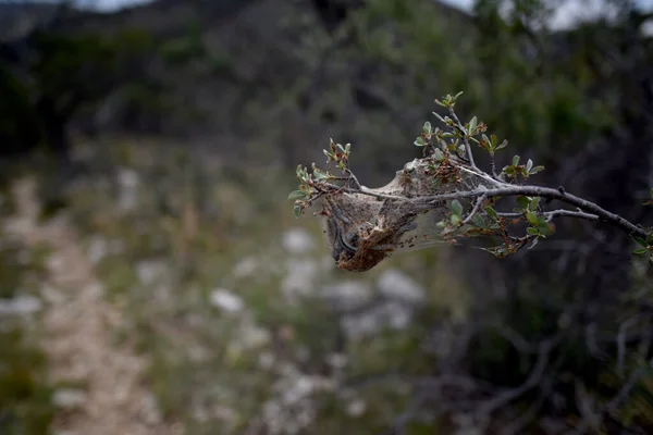 Sahne, Tejas Trail, Guadalupe Ulusal Parkı, Teksas 'ta çekildi.